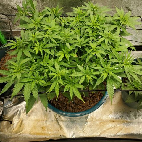 Cali growlog timeline photo