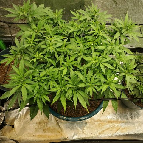 Cali growlog timeline photo