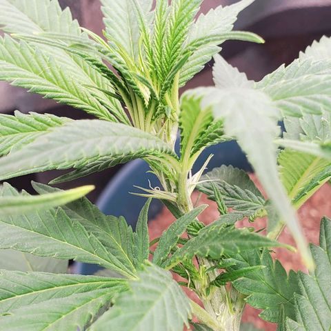 Cali growlog photo: First signs of little white hairs 