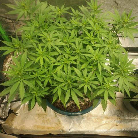 Cali growlog timeline photo
