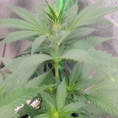 Cali growlog timeline photo