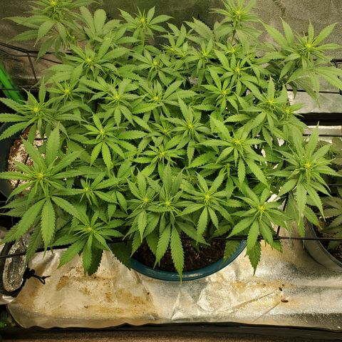 Cali growlog timeline photo