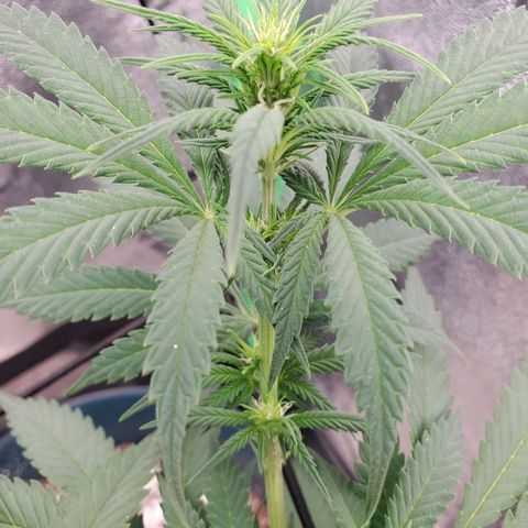 Cali growlog timeline photo