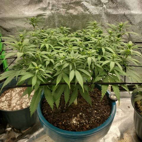 Cali growlog timeline photo