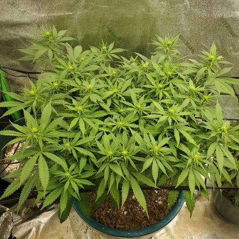 Cali growlog timeline photo