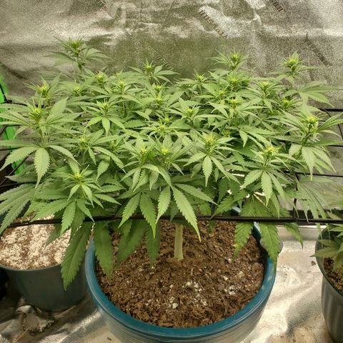 Cali growlog timeline photo