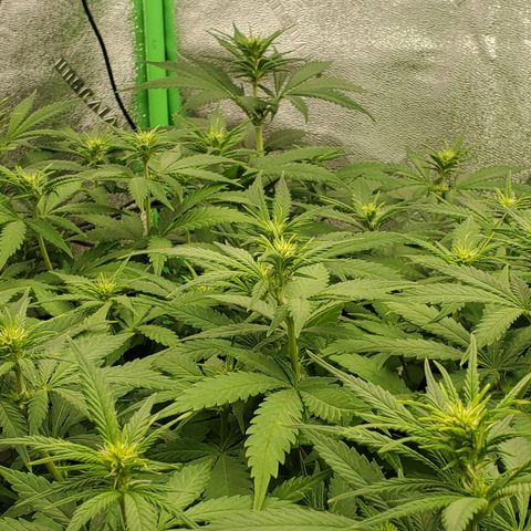 Cali growlog timeline photo
