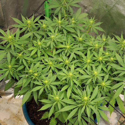 Cali growlog timeline photo