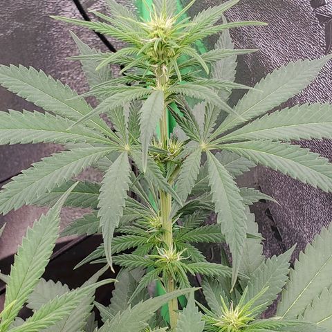 Cali growlog timeline photo