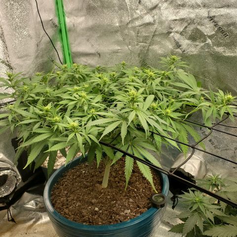 Cali growlog timeline photo