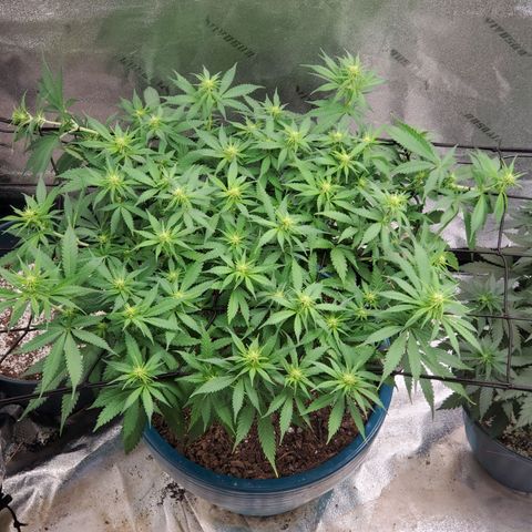 Cali growlog timeline photo
