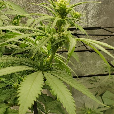 Cali growlog timeline photo