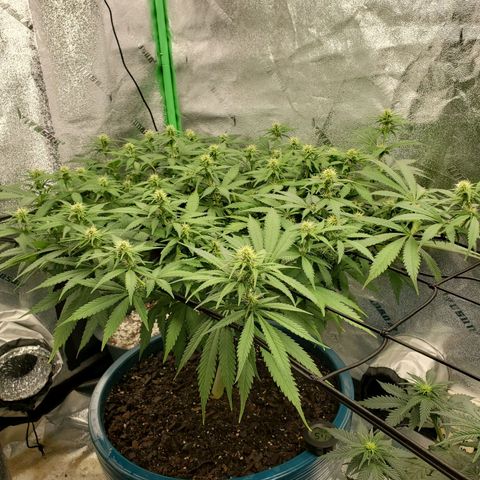 Cali growlog timeline photo
