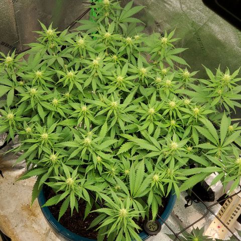 Cali growlog timeline photo