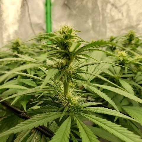Cali growlog timeline photo
