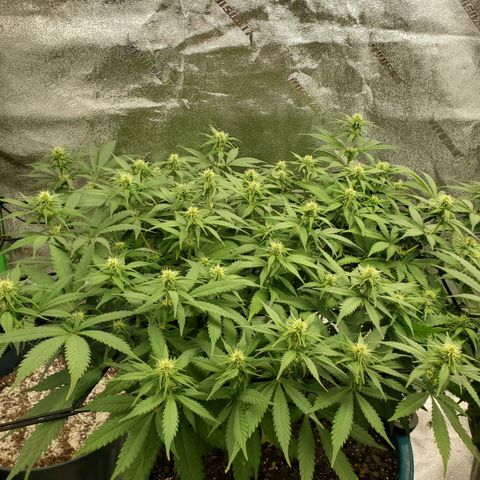 Cali growlog timeline photo