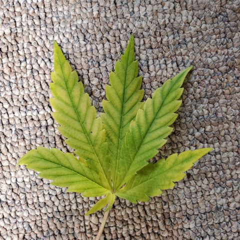 Cali growlog photo: Found this leaf today. Only one. Not sure what's up yet