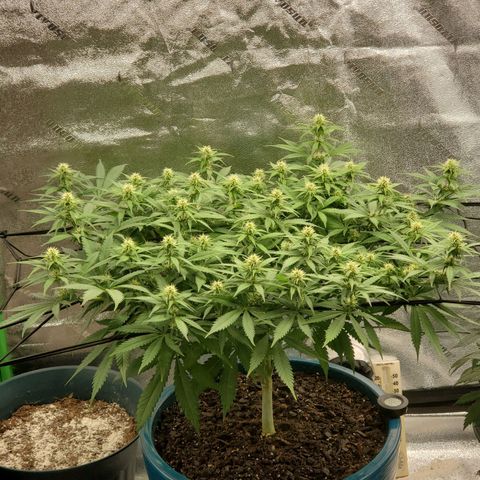 Cali growlog timeline photo