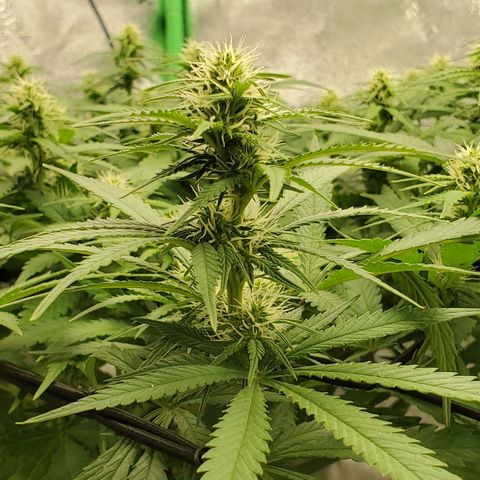 Cali growlog timeline photo
