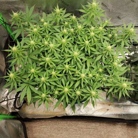 Cali growlog timeline photo