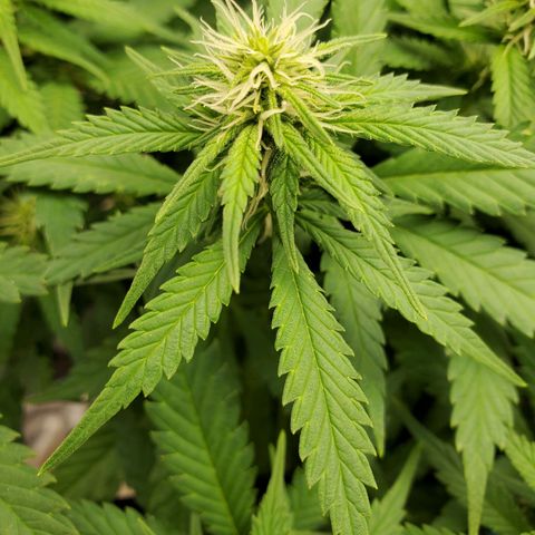Cali growlog timeline photo