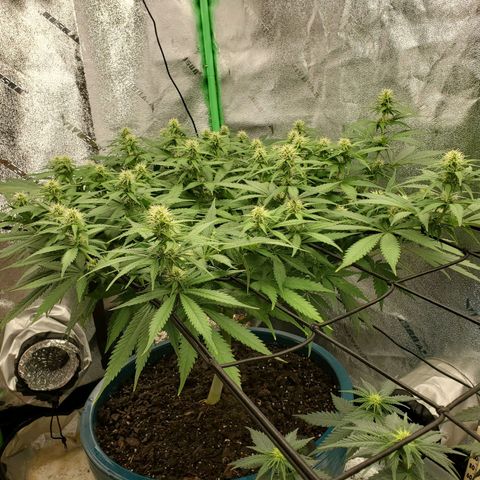 Cali growlog timeline photo