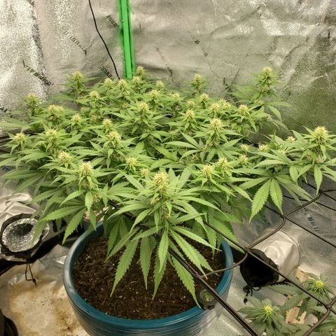 Cali growlog timeline photo