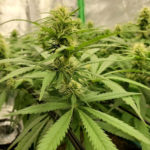 Cali growlog timeline photo