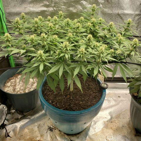 Cali growlog timeline photo