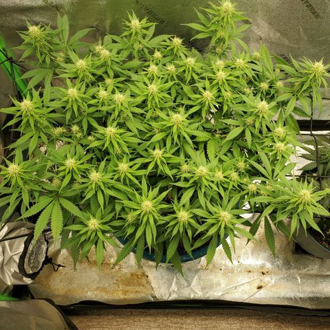 Cali growlog timeline photo