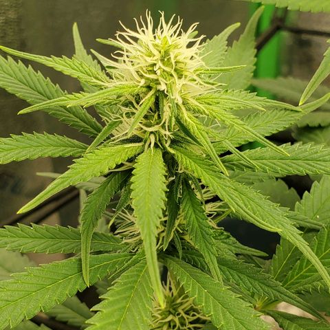 Cali growlog timeline photo