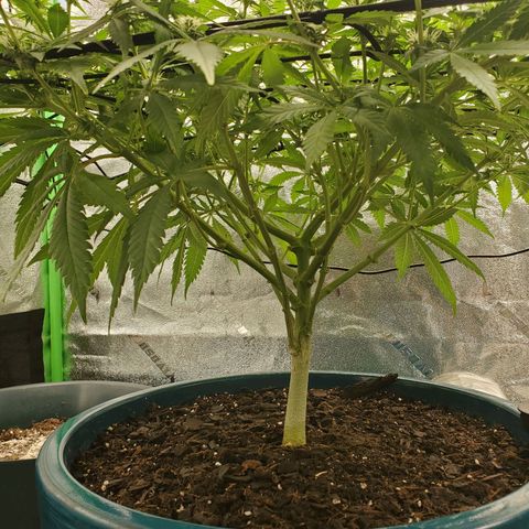 Cali growlog timeline photo