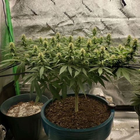 Cali growlog timeline photo