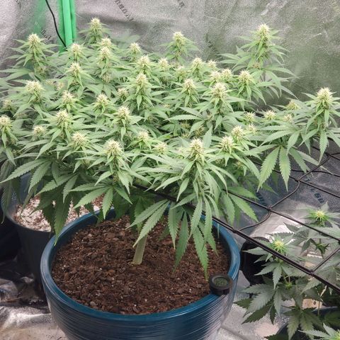 Cali growlog timeline photo