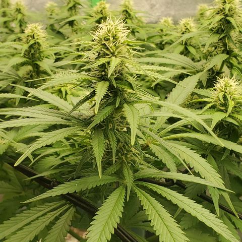 Cali growlog timeline photo