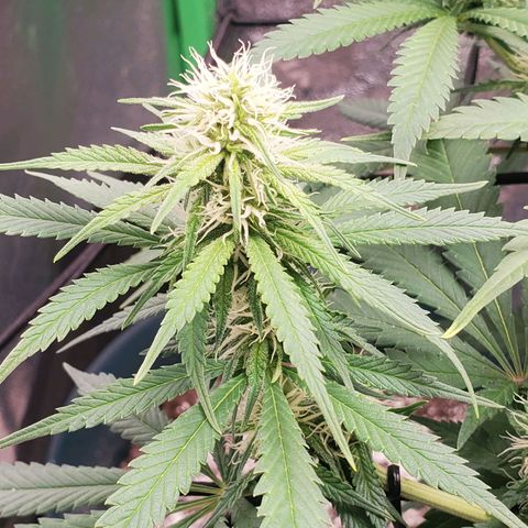 Cali growlog timeline photo