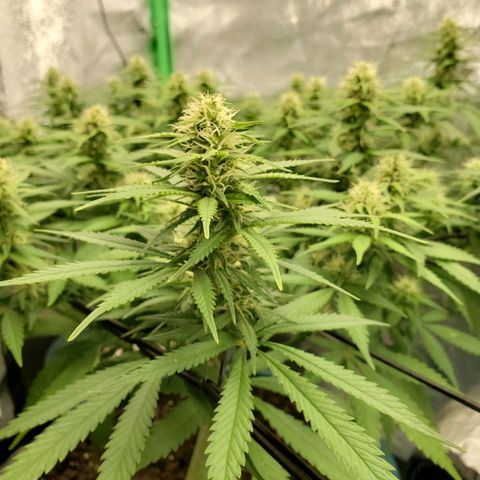 Cali growlog timeline photo