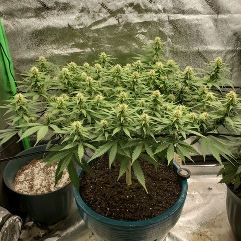 Cali growlog timeline photo