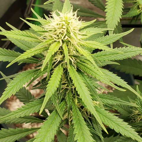 Cali growlog timeline photo