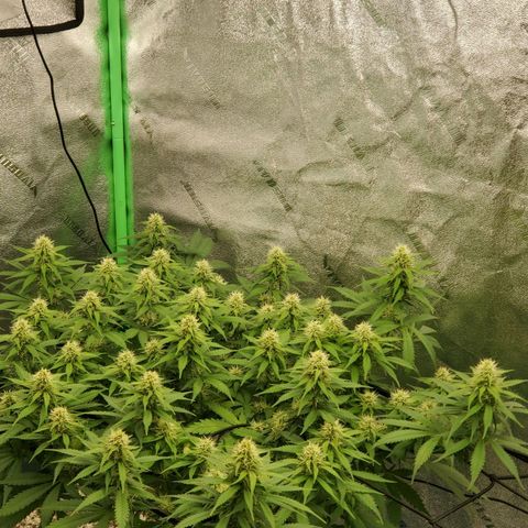 Cali growlog timeline photo