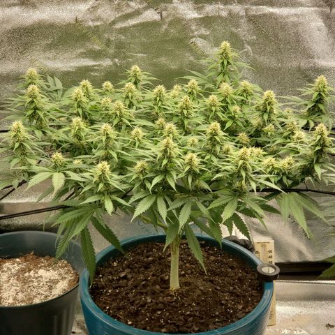Cali growlog timeline photo
