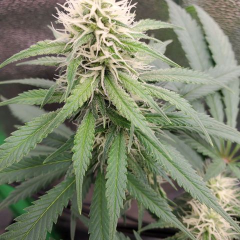 Cali growlog timeline photo