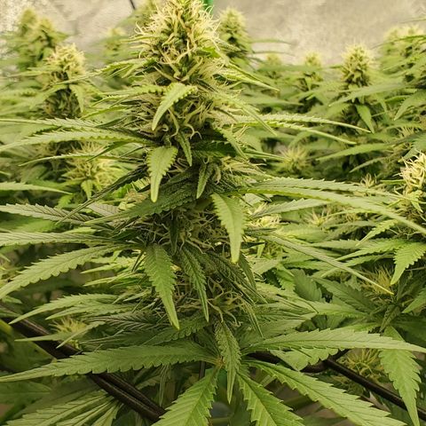 Cali growlog timeline photo