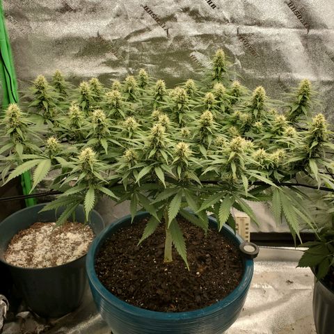 Cali growlog timeline photo