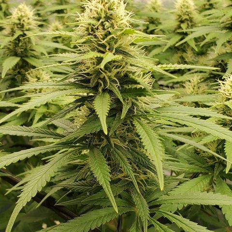 Cali growlog timeline photo