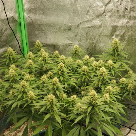 Cali growlog timeline photo