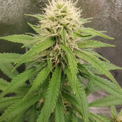 Cali growlog timeline photo
