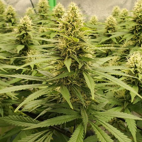 Cali growlog timeline photo