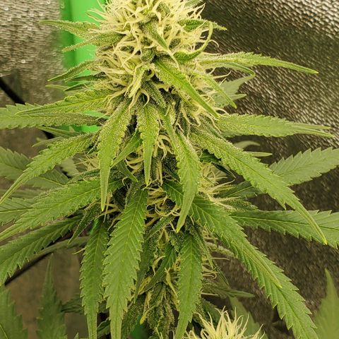 Cali growlog timeline photo