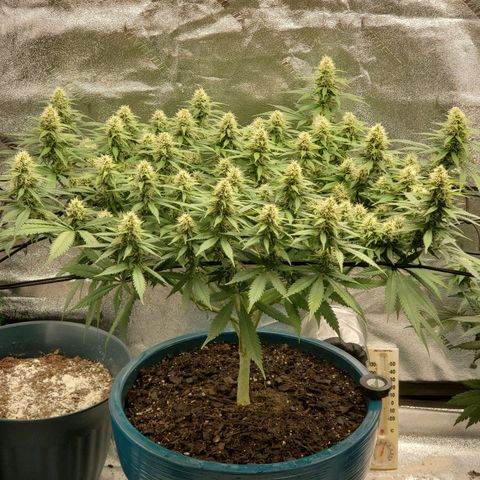 Cali growlog timeline photo